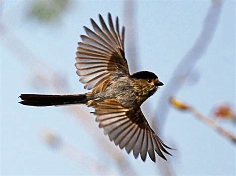 夢見鳥飛到頭上